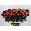 Dahlia Creme de Cognac