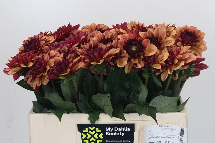 <h4>Dahlia Creme de Cognac</h4>