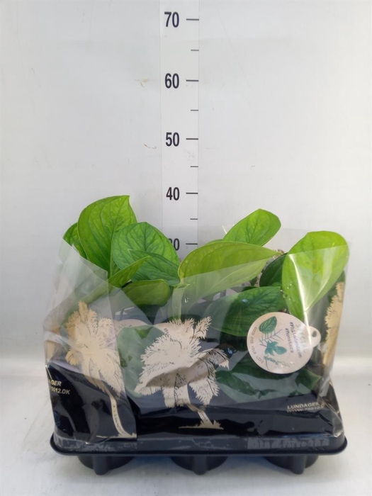 <h4>Monstera ...</h4>