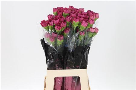 <h4>Di St Bernard</h4>