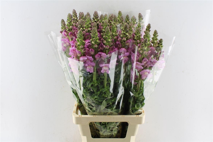 <h4>Antirrhinum Maryland Lavender</h4>