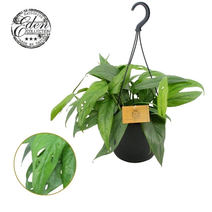 <h4>Epipremnum Cebu blue 15cm HP</h4>