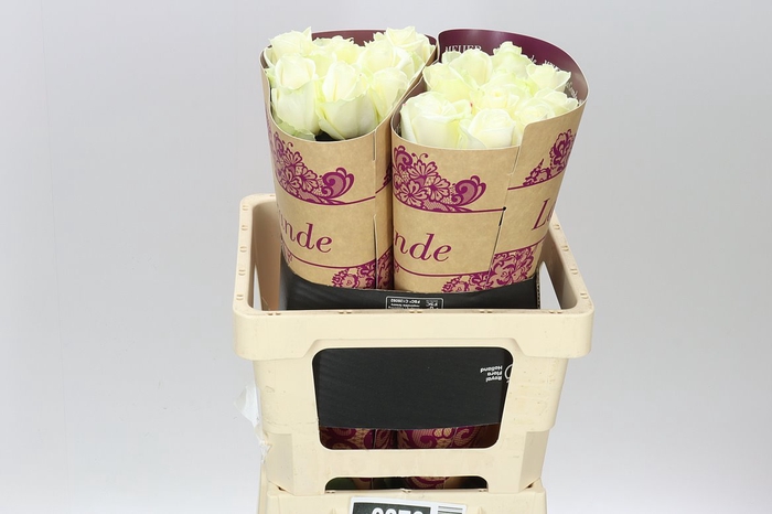 <h4>Rosa Gr Avalanche Meijer Grande</h4>