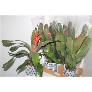 Aech Pe Elegant Flam Keramiek