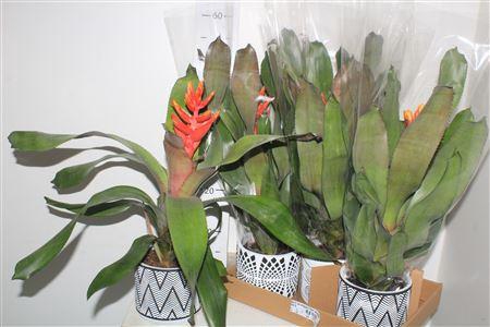 <h4>Aech Pe Elegant Flam Keramiek</h4>