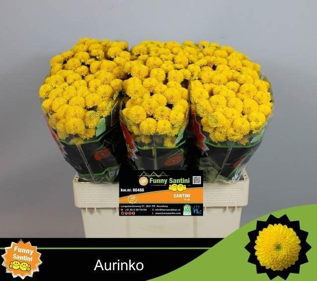 <h4>CHR SAN AURINKO</h4>