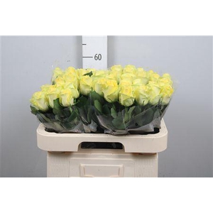 R Gr Minion Rose