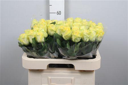 R Gr Minion Rose