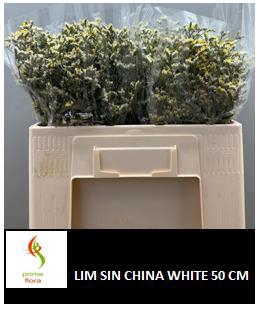 LIM SIN CHINA WHITE