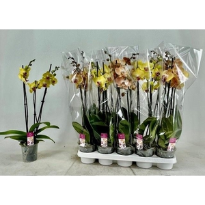 PHAL GEM