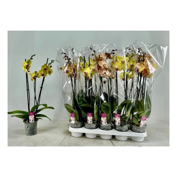 <h4>PHAL GEM</h4>