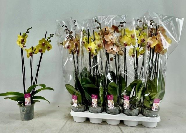 PHAL GEM