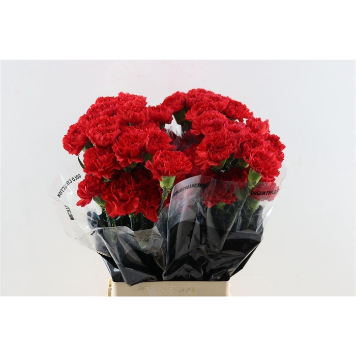 <h4>Di St Don Pedro</h4>