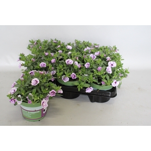 Calibrachoa Double Lavender imp.