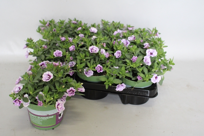 <h4>Calibrachoa Double Lavender imp.</h4>