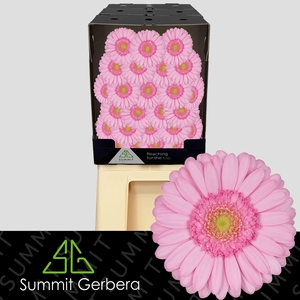 Germini Kimsey Diamond