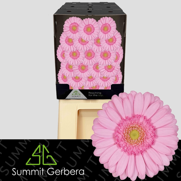 <h4>Germini Kimsey Diamond</h4>