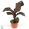 ENSETE MAURELLI RED BANANA (DECORUM