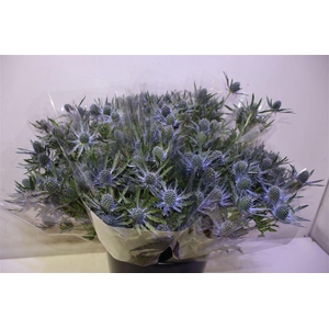 Eryn Mag Blue Lagoon X5