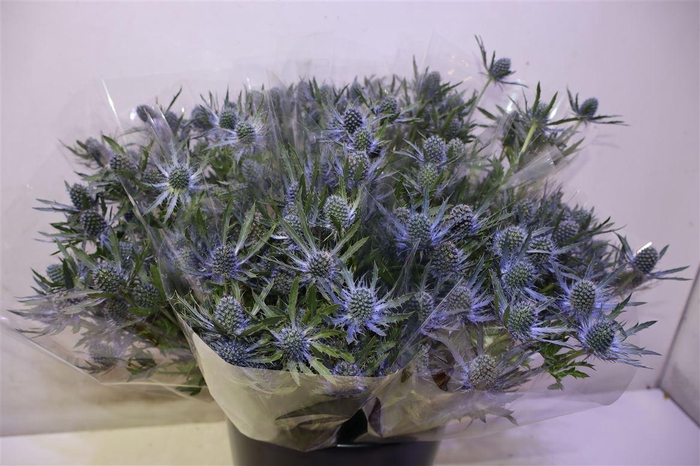 <h4>Eryn Mag Blue Lagoon X5</h4>