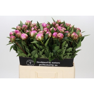 Paeonia Dr A Fleming