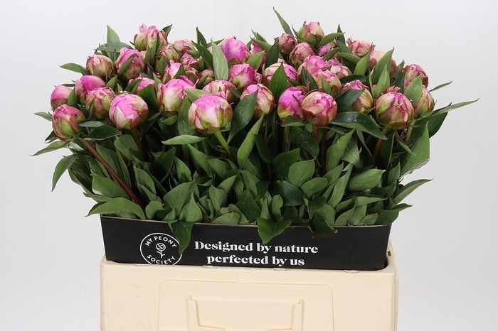 <h4>Paeonia Dr A Fleming</h4>