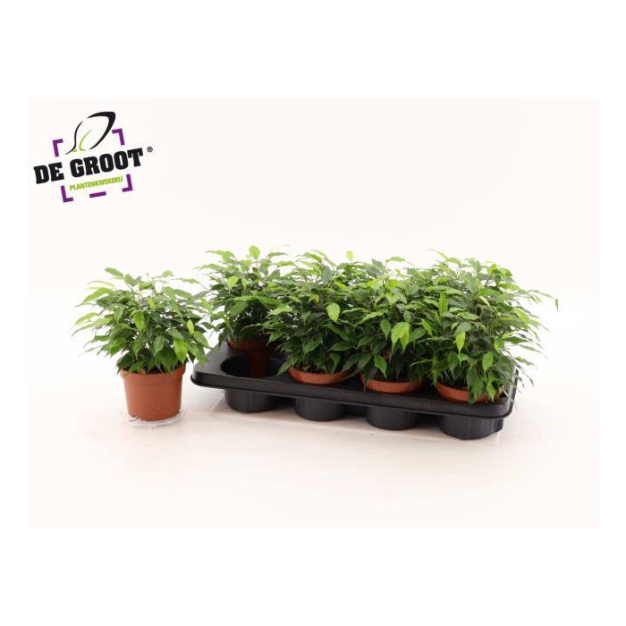 <h4>Ficus benjamina green Kinky 12Ø 25cm 3pp</h4>