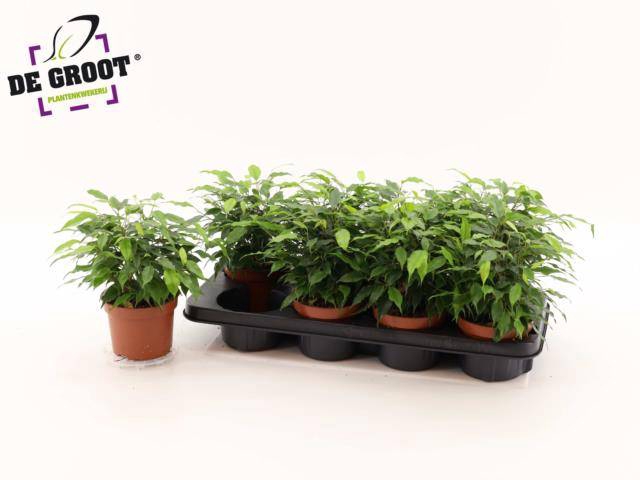 Ficus benjamina green Kinky 12Ø 25cm 3pp