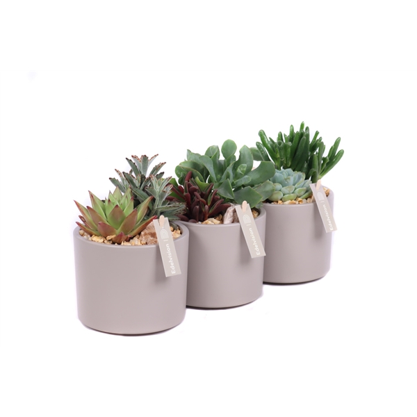 2x succulent 6 cm in stein grau cilinder pot met grind, keien en etiket