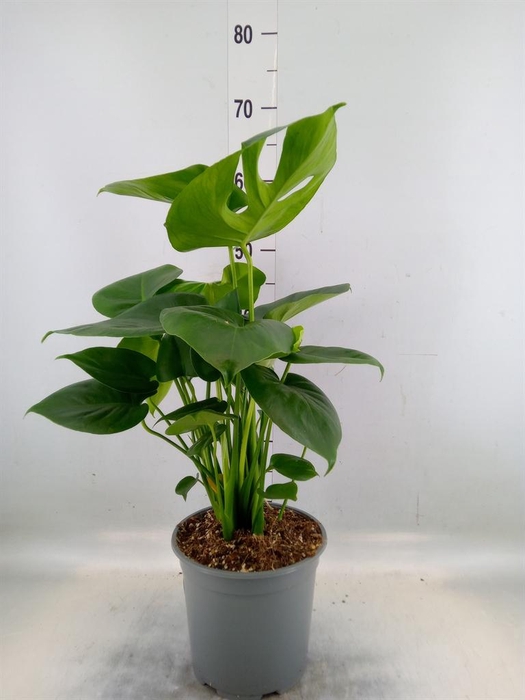 <h4>Monstera delic.</h4>