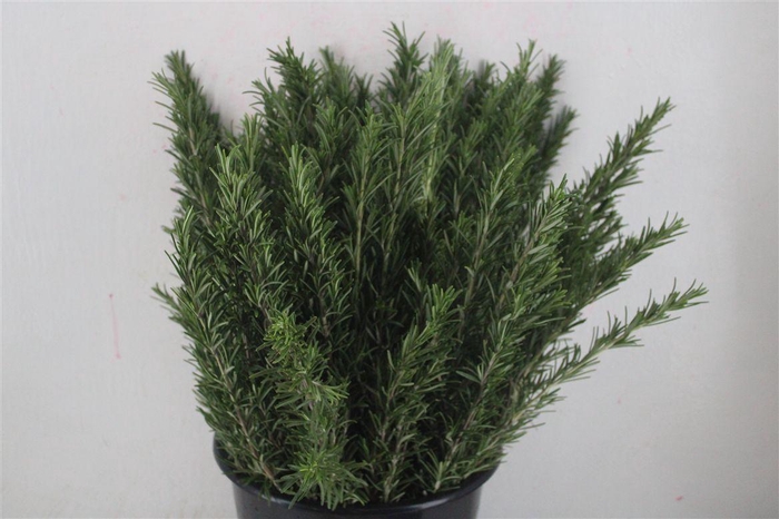 <h4>Rozemarijn P Bunch</h4>