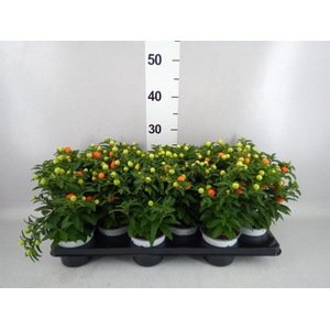 Solanum pseudocapsicum