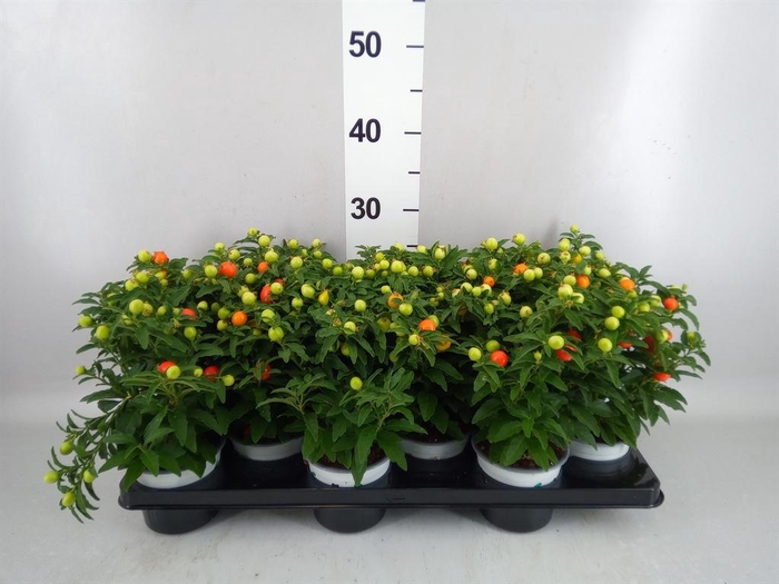 <h4>Solanum pseudocapsicum</h4>