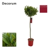 Laurus nobilis Bol op stam