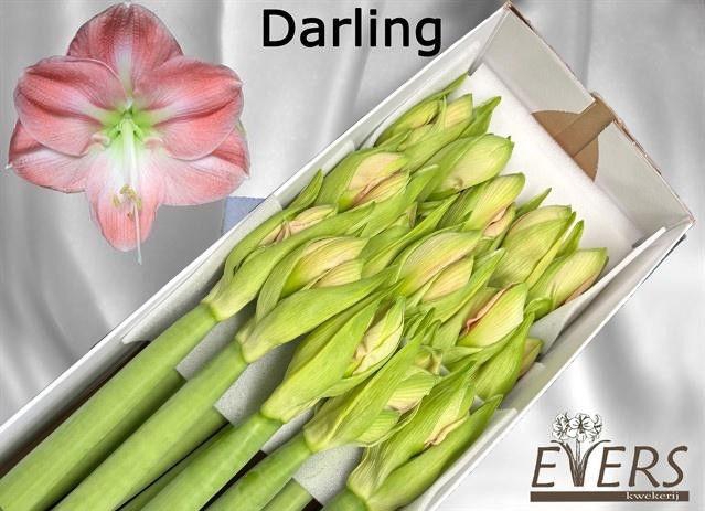 <h4>HIPP GA DARLING</h4>