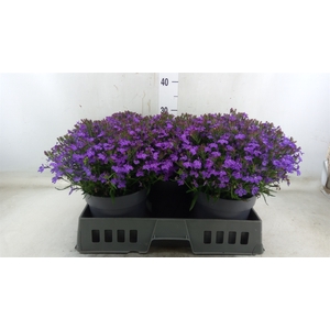 Lobelia erin. 'Hot Springs Lavende'