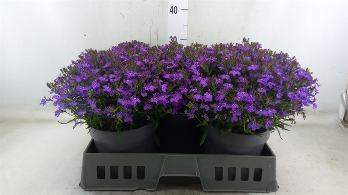 <h4>Lobelia erin. 'Hot Springs Lavende'</h4>