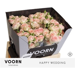 Rosa TR 'Happy Wedding' VOORN