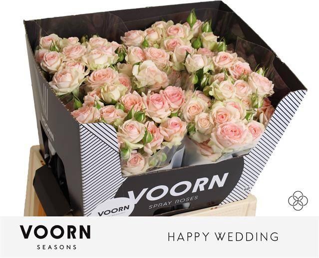 <h4>Rosa TR 'Happy Wedding' VOORN</h4>