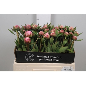 Paeo L Sara Bernhard