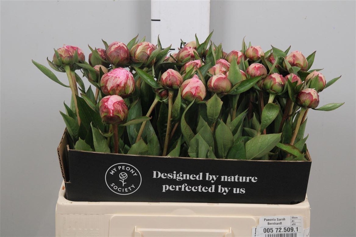 <h4>Paeo L Sara Bernhard</h4>