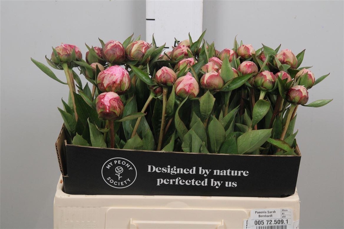 <h4>Paeo L Sara Bernhard</h4>