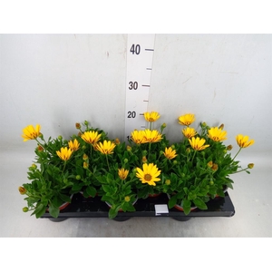 Osteospermum  'Sunny Asti'