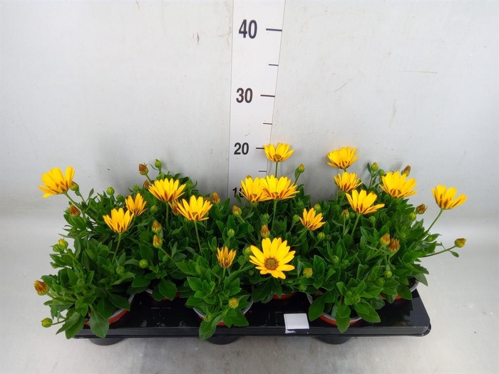 <h4>Osteospermum  'Sunny Asti'</h4>