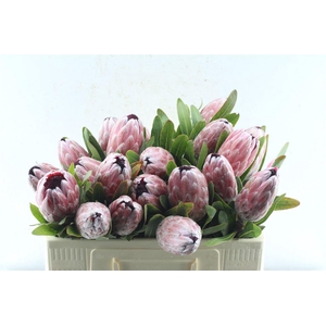 Protea Pink Ice