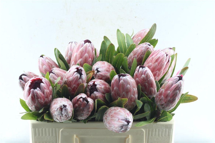 <h4>Protea Pink Ice</h4>