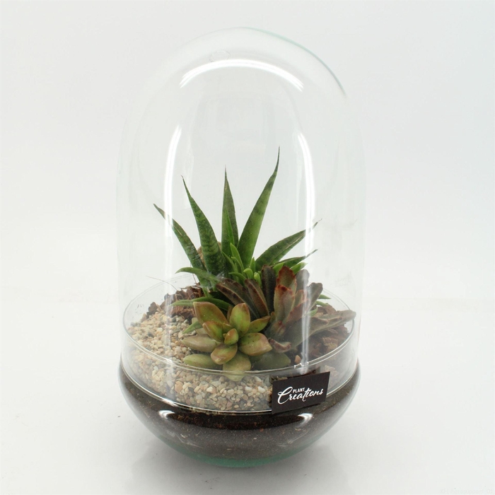 <h4>Arr.  Succulents H%</h4>