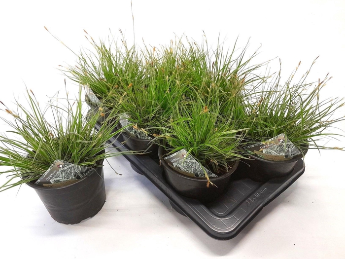 <h4>CARE OSHIMENSIS</h4>