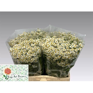 TANA PA SINGLE VEGMO