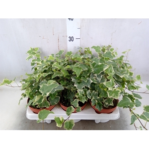 Hedera   ...variegated